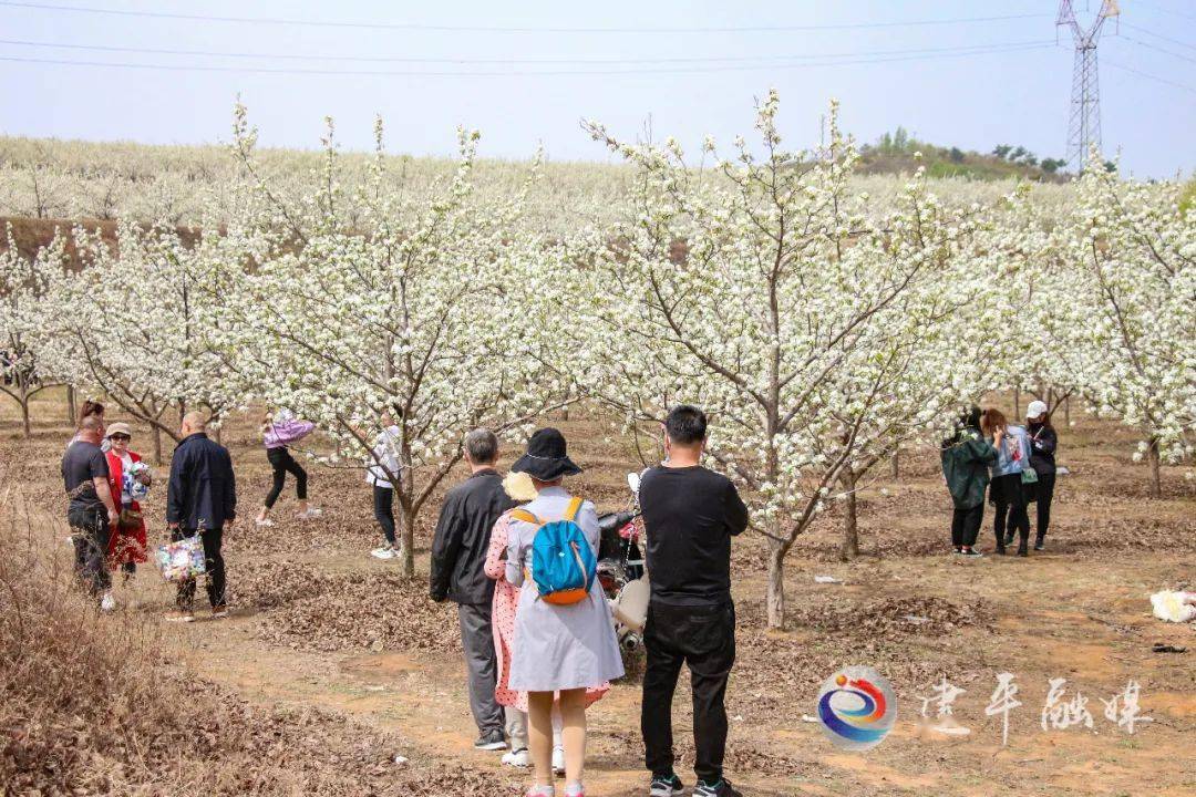 梨花村迈向繁荣与和谐共生的最新发展规划