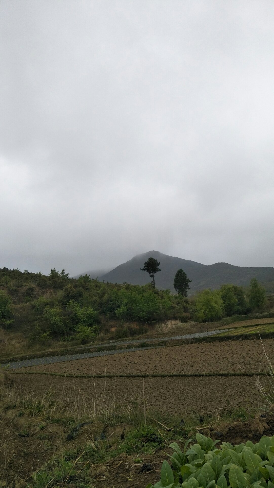 王屋乡天气预报更新通知