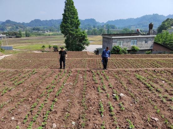 沈丘县农业农村局新项目推动农业现代化，乡村振兴再添新动力