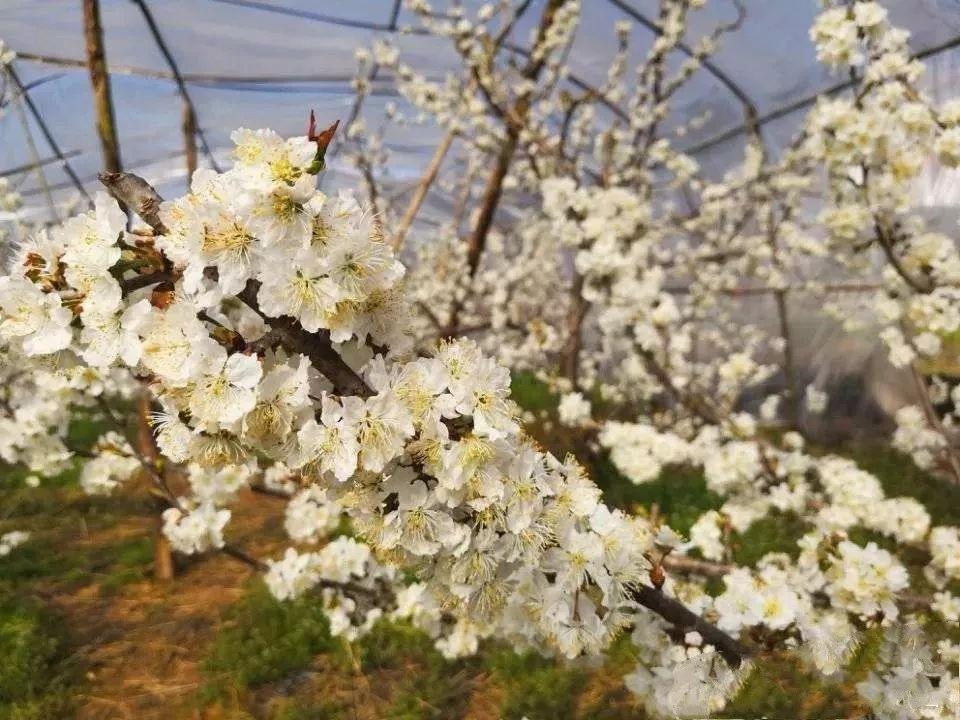 石燕村走向繁荣与和谐，最新发展规划揭秘